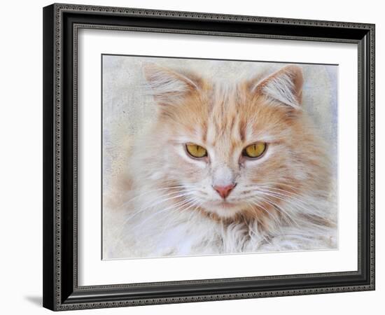 Orange Tabby Cat Portrait-Jai Johnson-Framed Giclee Print