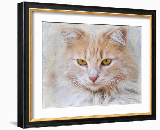 Orange Tabby Cat Portrait-Jai Johnson-Framed Giclee Print