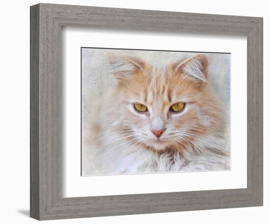 Orange Tabby Cat Portrait-Jai Johnson-Framed Giclee Print