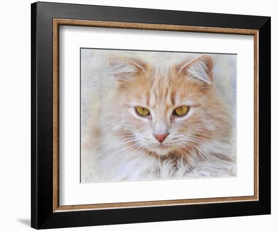 Orange Tabby Cat Portrait-Jai Johnson-Framed Giclee Print