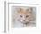 Orange Tabby Cat Portrait-Jai Johnson-Framed Giclee Print