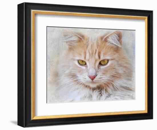 Orange Tabby Cat Portrait-Jai Johnson-Framed Giclee Print