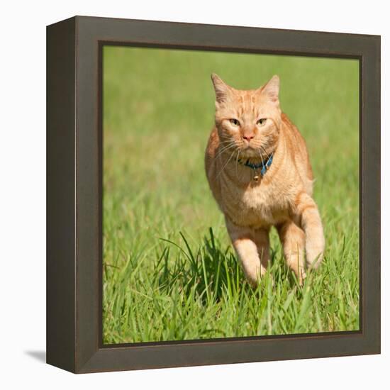 Orange Tabby Cat Running Fast Towards The Viewer In Green Grass-Sari ONeal-Framed Premier Image Canvas