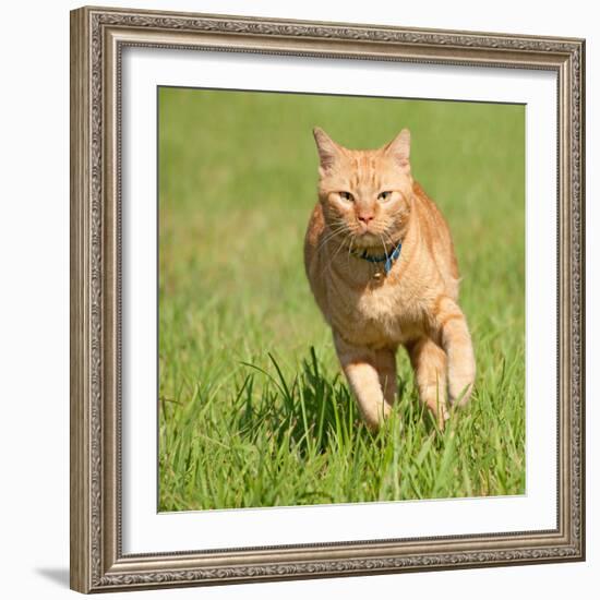 Orange Tabby Cat Running Fast Towards The Viewer In Green Grass-Sari ONeal-Framed Photographic Print