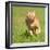 Orange Tabby Cat Running Fast Towards The Viewer In Green Grass-Sari ONeal-Framed Photographic Print