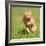 Orange Tabby Cat Running Fast Towards The Viewer In Green Grass-Sari ONeal-Framed Photographic Print