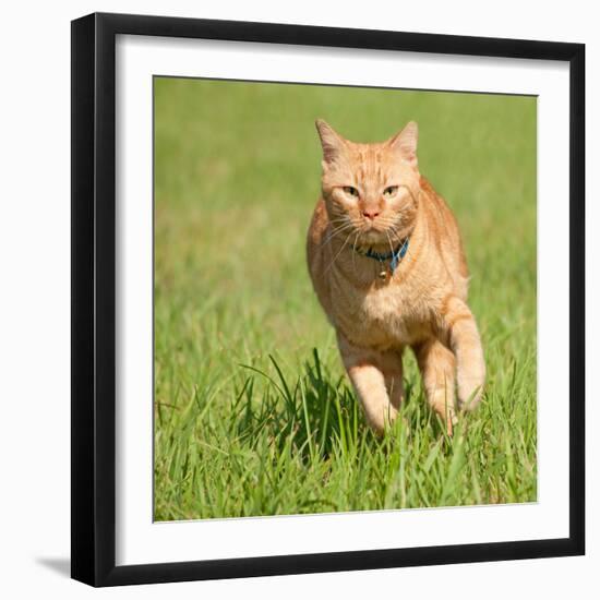 Orange Tabby Cat Running Fast Towards The Viewer In Green Grass-Sari ONeal-Framed Photographic Print