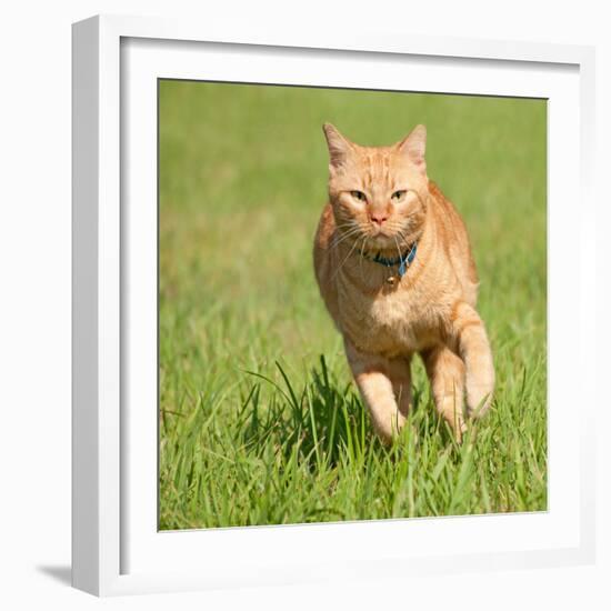 Orange Tabby Cat Running Fast Towards The Viewer In Green Grass-Sari ONeal-Framed Photographic Print