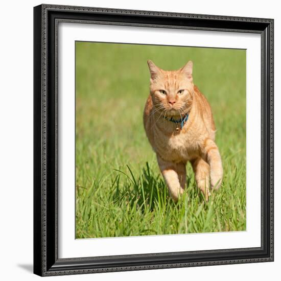 Orange Tabby Cat Running Fast Towards The Viewer In Green Grass-Sari ONeal-Framed Photographic Print