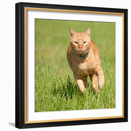 Orange Tabby Cat Running Fast Towards The Viewer In Green Grass-Sari ONeal-Framed Photographic Print