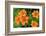 Orange tiger lily, USA-Lisa Engelbrecht-Framed Photographic Print