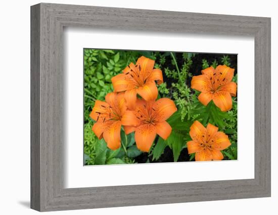 Orange tiger lily, USA-Lisa Engelbrecht-Framed Photographic Print