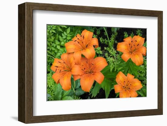 Orange tiger lily, USA-Lisa Engelbrecht-Framed Photographic Print