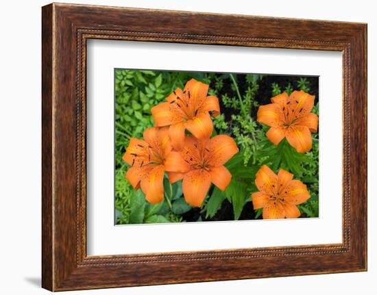 Orange tiger lily, USA-Lisa Engelbrecht-Framed Photographic Print