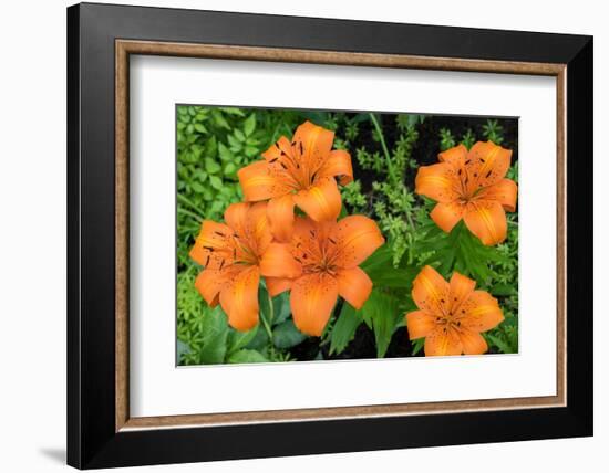 Orange tiger lily, USA-Lisa Engelbrecht-Framed Photographic Print