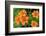 Orange tiger lily, USA-Lisa Engelbrecht-Framed Photographic Print