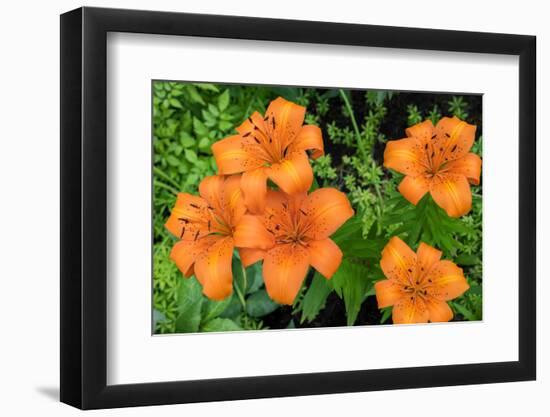 Orange tiger lily, USA-Lisa Engelbrecht-Framed Photographic Print