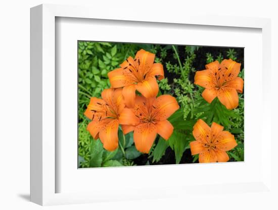 Orange tiger lily, USA-Lisa Engelbrecht-Framed Photographic Print