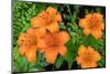 Orange tiger lily, USA-Lisa Engelbrecht-Mounted Photographic Print