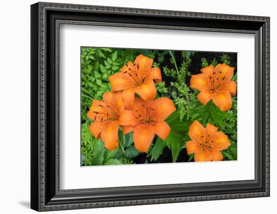 Orange tiger lily, USA-Lisa Engelbrecht-Framed Photographic Print