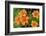 Orange tiger lily, USA-Lisa Engelbrecht-Framed Photographic Print