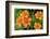 Orange tiger lily, USA-Lisa Engelbrecht-Framed Photographic Print