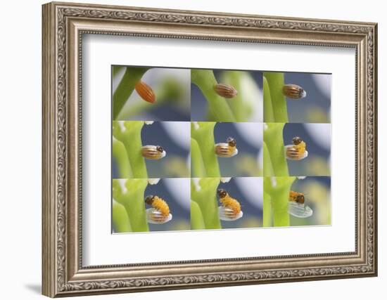 Orange-Tip Butterfly (Anthocharis Cardamines) Egg-Kim Taylor-Framed Photographic Print