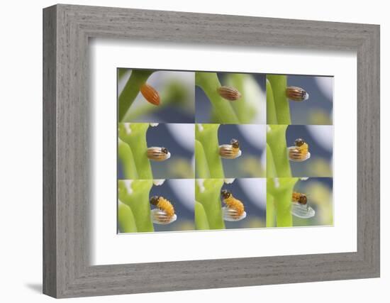 Orange-Tip Butterfly (Anthocharis Cardamines) Egg-Kim Taylor-Framed Photographic Print