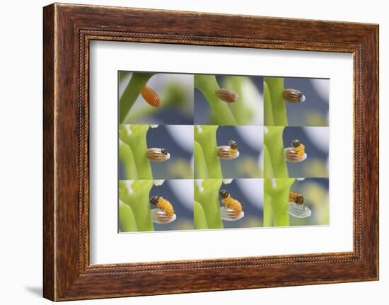 Orange-Tip Butterfly (Anthocharis Cardamines) Egg-Kim Taylor-Framed Photographic Print