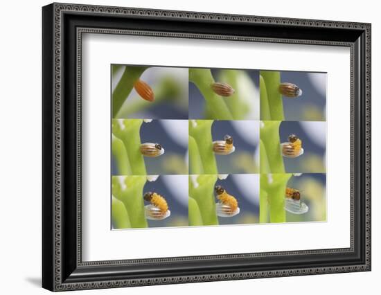 Orange-Tip Butterfly (Anthocharis Cardamines) Egg-Kim Taylor-Framed Photographic Print