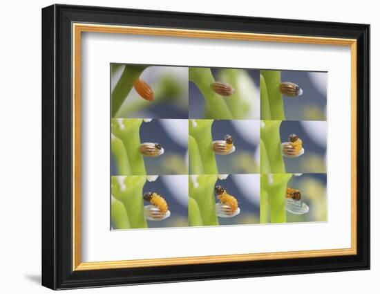 Orange-Tip Butterfly (Anthocharis Cardamines) Egg-Kim Taylor-Framed Photographic Print