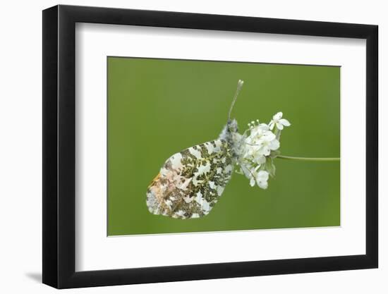 Orange Tip Butterfly (Anthocharis Cardamines) Resting on Common Valerian Flowers-Nick Upton-Framed Photographic Print