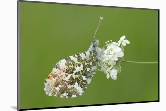 Orange Tip Butterfly (Anthocharis Cardamines) Resting on Common Valerian Flowers-Nick Upton-Mounted Photographic Print