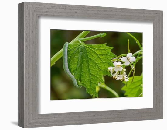 Orange tip butterfly caterpillar crawling over Garlic mustard-Paul Harcourt Davies-Framed Photographic Print