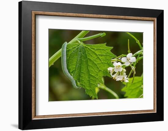 Orange tip butterfly caterpillar crawling over Garlic mustard-Paul Harcourt Davies-Framed Photographic Print