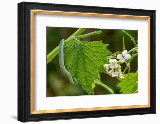 Orange tip butterfly caterpillar crawling over Garlic mustard-Paul Harcourt Davies-Framed Photographic Print