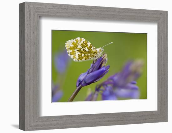 Orange Tip butterfly female on bluebell, Cornwall, UK-Ross Hoddinott-Framed Photographic Print