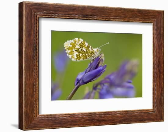 Orange Tip butterfly female on bluebell, Cornwall, UK-Ross Hoddinott-Framed Photographic Print