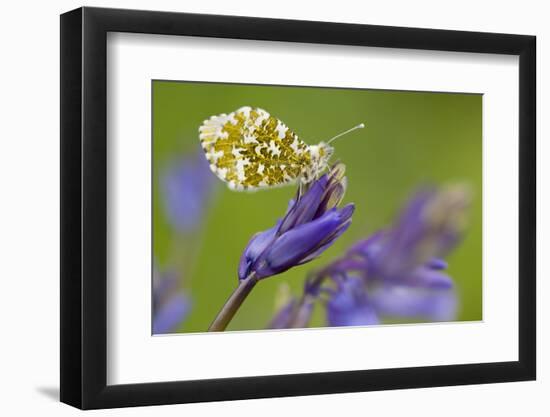 Orange Tip butterfly female on bluebell, Cornwall, UK-Ross Hoddinott-Framed Photographic Print