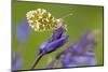 Orange Tip butterfly female on bluebell, Cornwall, UK-Ross Hoddinott-Mounted Photographic Print