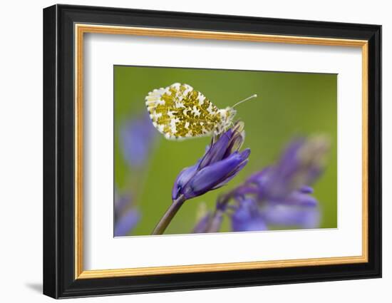 Orange Tip butterfly female on bluebell, Cornwall, UK-Ross Hoddinott-Framed Photographic Print