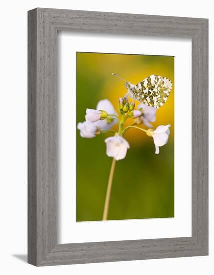 Orange Tip butterfly female on Cuckooflower, Devon, UK-Ross Hoddinott / 2020VISION-Framed Photographic Print