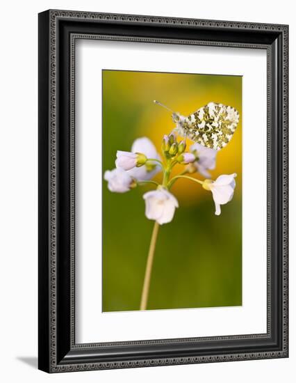 Orange Tip butterfly female on Cuckooflower, Devon, UK-Ross Hoddinott / 2020VISION-Framed Photographic Print