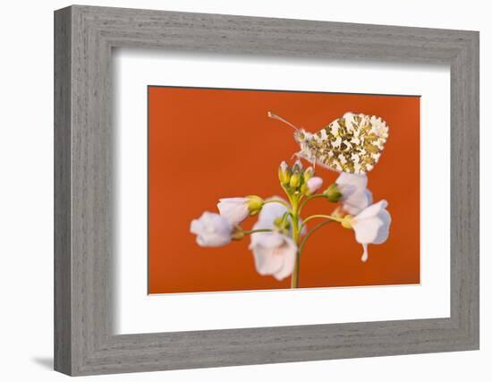 Orange Tip butterfly female on Cuckooflower, Devon, UK-Ross Hoddinott / 2020VISION-Framed Photographic Print