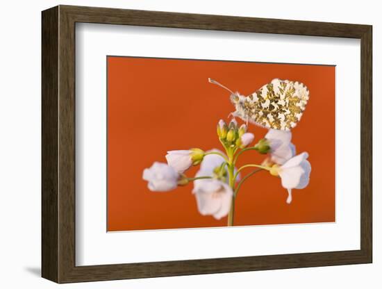 Orange Tip butterfly female on Cuckooflower, Devon, UK-Ross Hoddinott / 2020VISION-Framed Photographic Print