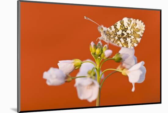 Orange Tip butterfly female on Cuckooflower, Devon, UK-Ross Hoddinott / 2020VISION-Mounted Photographic Print