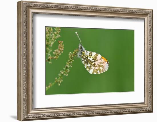 Orange Tip Butterfly, Male, Neutral Position-Harald Kroiss-Framed Photographic Print