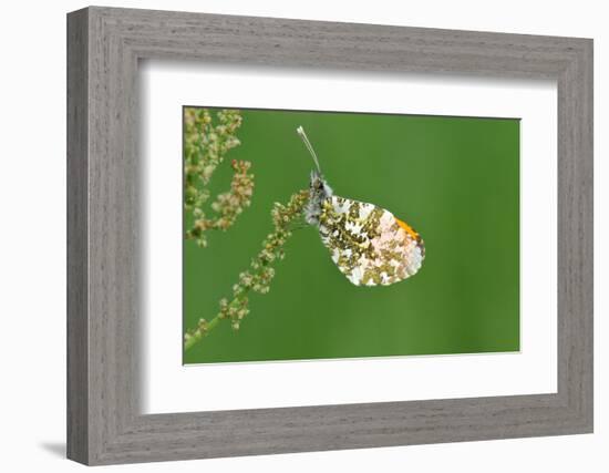 Orange Tip Butterfly, Male, Neutral Position-Harald Kroiss-Framed Photographic Print