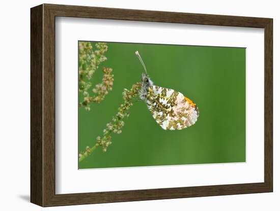 Orange Tip Butterfly, Male, Neutral Position-Harald Kroiss-Framed Photographic Print