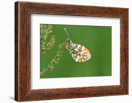 Orange Tip Butterfly, Male, Neutral Position-Harald Kroiss-Framed Photographic Print